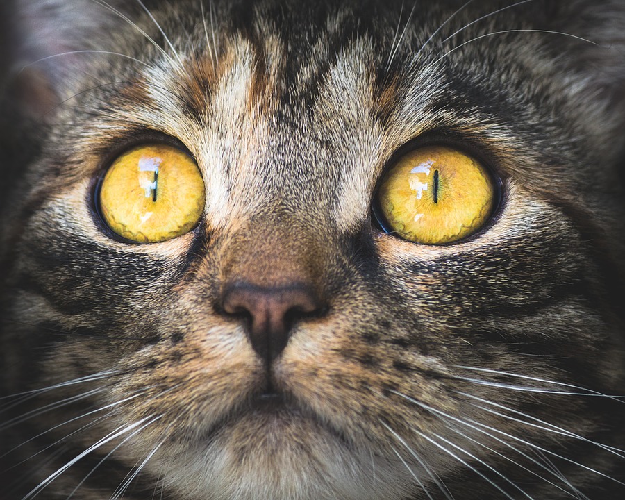 Intently focused cat